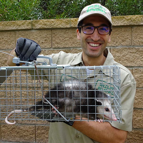 San Diego Wildlife Control